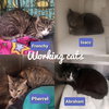 Barn Cat - Working Cat M/F - Photo 2