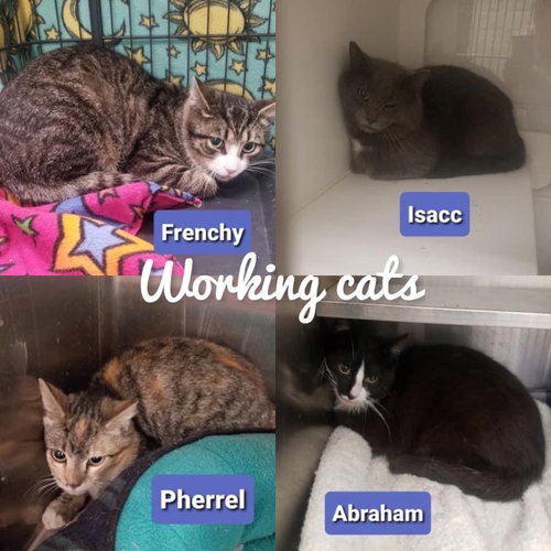 BARN CAT - WORKING CAT M/F - Domestic Short Hair available for adoption
