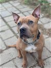 adoptable Dog in richmond, MO named Chloe-Sponsored