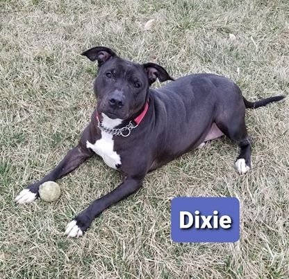 adoptable Dog in Richmond, IN named Dixie (Sponsored)