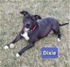 adoptable Dog in richmond, MO named Dixie (Sponsored)