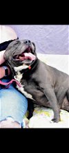 adoptable Dog in richmond, IN named Nala-Sponsored