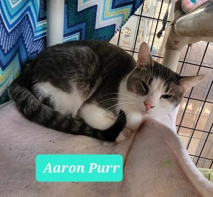 adoptable Cat in Richmond, IN named Aaron Purr