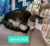 adoptable Cat in richmond, IN named Aaron Purr