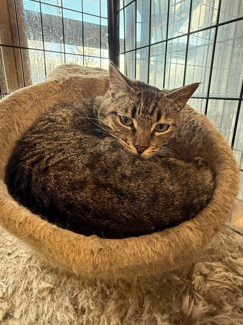 MAGGY-SPONSORED - Domestic Short Hair available for adoption