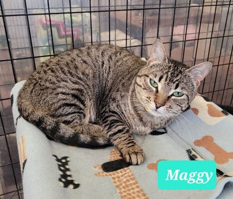 Maggy-Sponsored