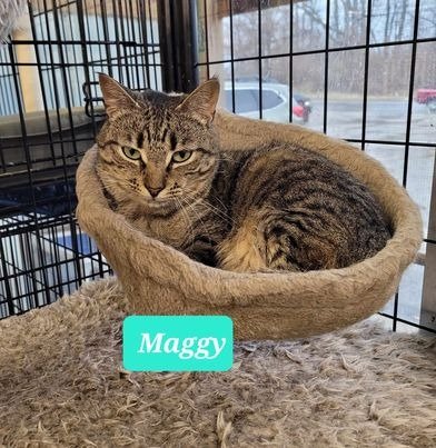 adoptable Cat in Richmond, IN named Maggy