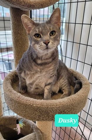 DUSKY - Domestic Short Hair available for adoption