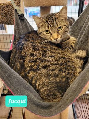 adoptable Cat in Richmond, IN named Jacqui