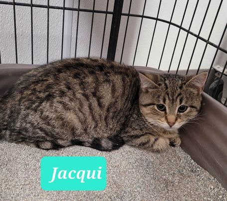 Jacqui-Sponsored