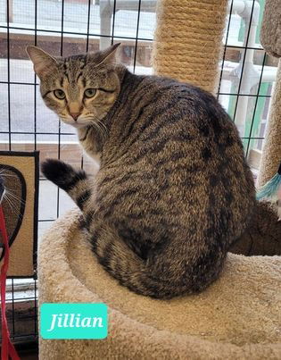 adoptable Cat in Richmond, IN named Jillian