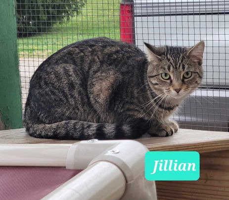 JILLIAN-SPONSORED - Domestic Short Hair available for adoption