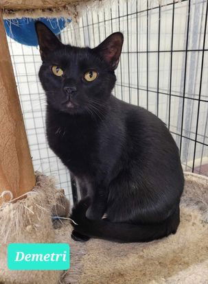 adoptable Cat in Richmond, IN named Demetri