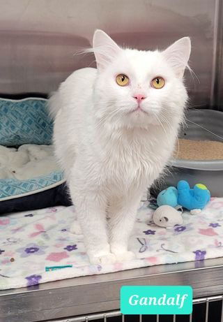 picture of the cat needing adoption