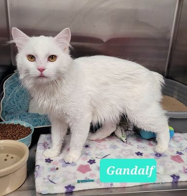 GANDALF - Domestic Long Hair available for adoption