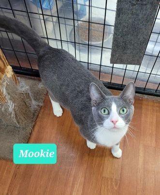 adoptable Cat in Richmond, IN named Mookie