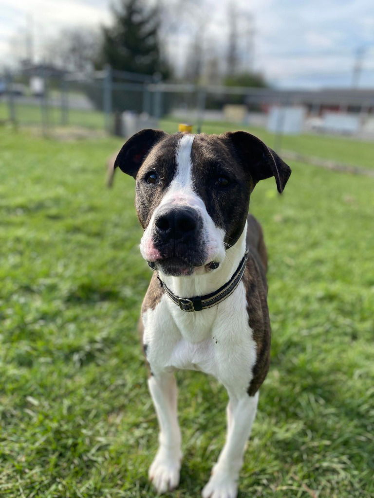 adoptable Dog in Richmond, IN named Jango-Sponsored