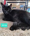 adoptable Cat in richmond, IN named Wren