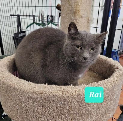 adoptable Cat in Richmond, IN named Rai