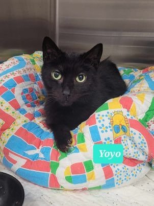 adoptable Cat in Richmond, IN named Yoyo