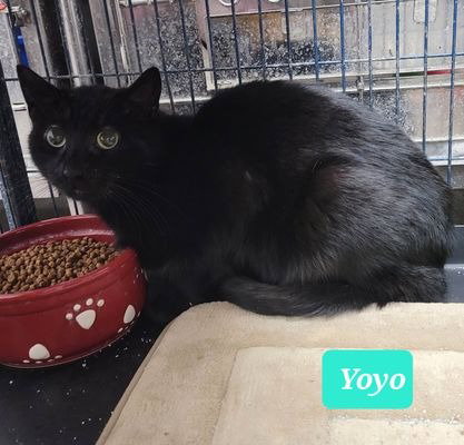 YOYO-SPONSORED - Domestic Short Hair available for adoption