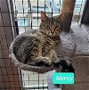 adoptable Cat in , IN named Mercy