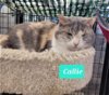 adoptable Cat in richmond, IN named Callie