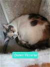 adoptable Cat in richmond, IN named Queen Victoria