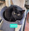 adoptable Cat in , IN named Kenita-Sponsored