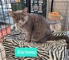 adoptable Cat in richmond, IN named Karisma