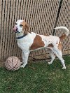 adoptable Dog in richmond, MO named Chopper