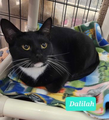 adoptable Cat in Richmond, IN named Dalilah