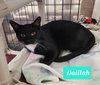 Dalilah - Photo 2