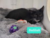 Dalilah - Photo 3