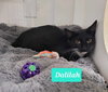 Dalilah - Photo 4