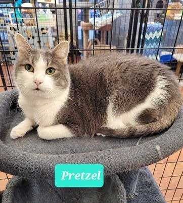 adoptable Cat in Richmond, IN named Pretzel-Sponsored