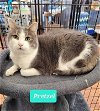 adoptable Cat in richmond, IN named Pretzel-Sponsored