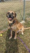 adoptable Dog in richmond, IN named Simba