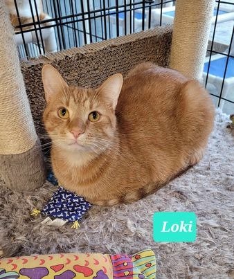 adoptable Cat in Richmond, IN named Loki