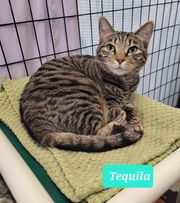 adoptable Cat in Richmond, IN named Tequila