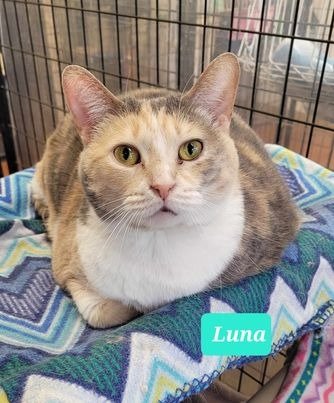 adoptable Cat in Richmond, IN named Luna
