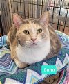 adoptable Cat in richmond, IN named Luna