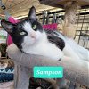 adoptable Cat in richmond, IN named Sampson-Sponsored