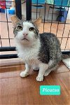 adoptable Cat in richmond, MO named Picatso-Sponsored