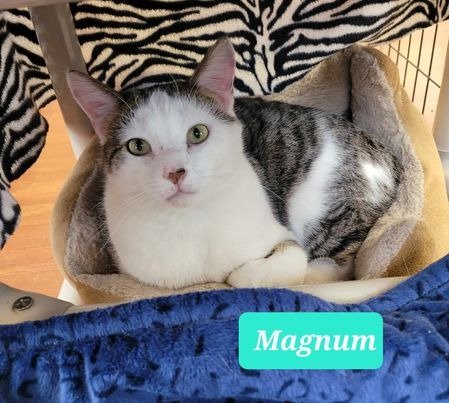 adoptable Cat in Richmond, IN named Magnum