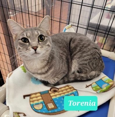 adoptable Cat in Richmond, IN named Torenia