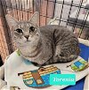 adoptable Cat in richmond, IN named Torenia