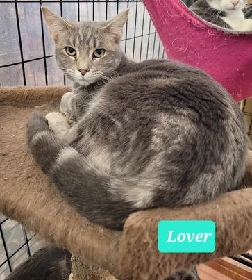 adoptable Cat in Richmond, IN named Lover