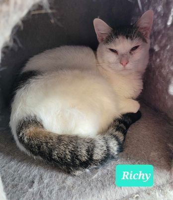 adoptable Cat in Richmond, IN named Richy