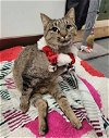 adoptable Cat in richmond, IN named Teriyaki
